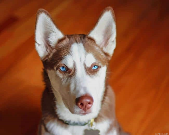 Brown White Serbian Husky Paint By Numbers.png