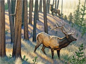 Bull Elk Paint By Numbers.png