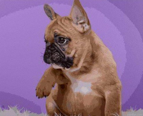 Bulldog Animals Paint By Numbers.png
