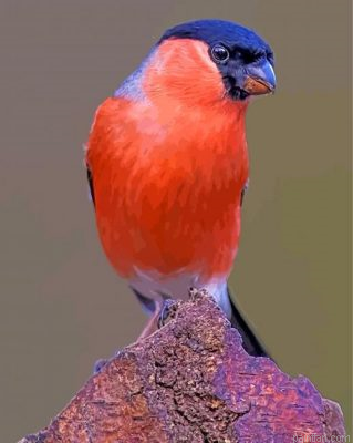 Bullfinch Bird Paint By Number.png