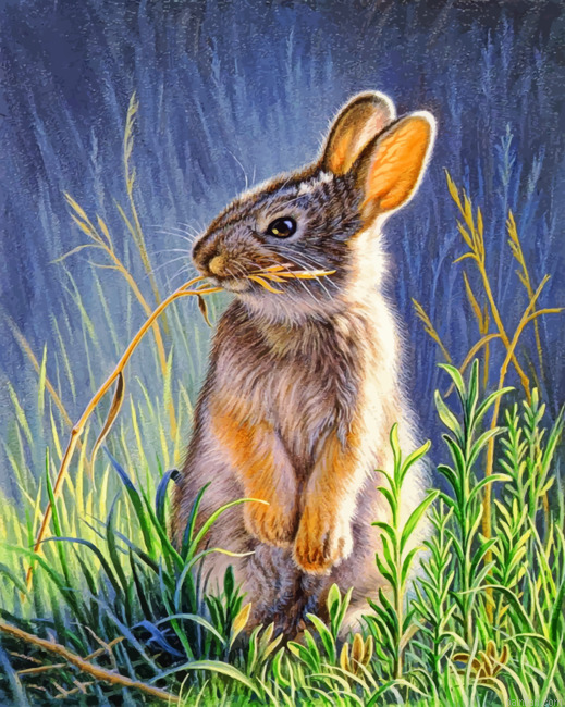 Bunny Rabbit Paint By Numbers.png