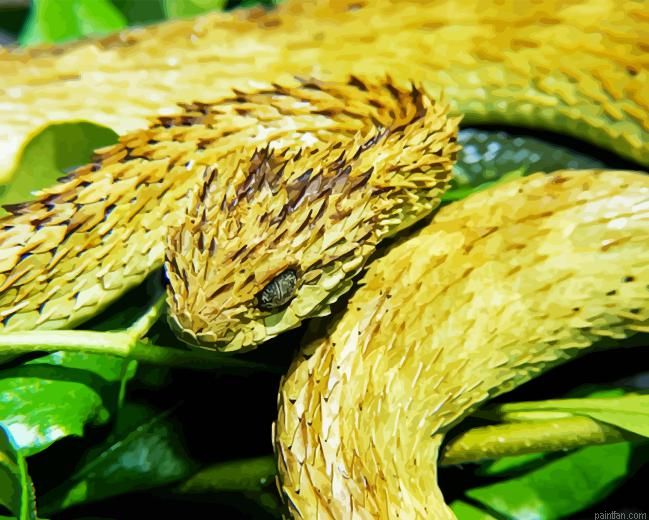 Bush Viper Paint By Numbers.png