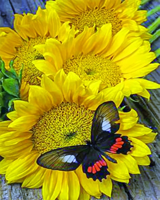 Butterfly And Sunflowers Insects Paint By Numbers.png