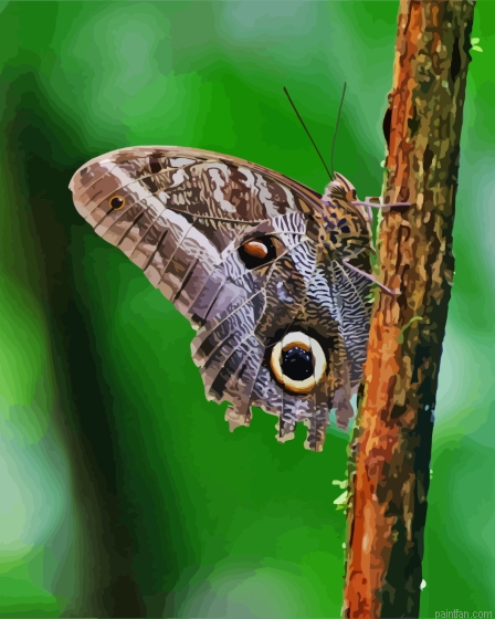 Butterfly Owl Paint By Numbers.png