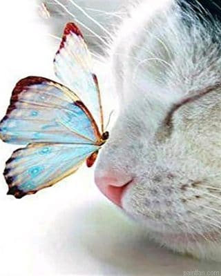 Butterfly On Cat Paint By Numbers.png