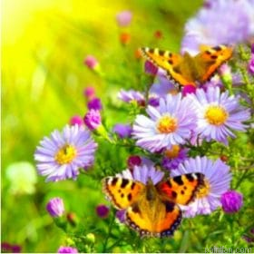 Butterfly On Flowers Paint By Numbers.png
