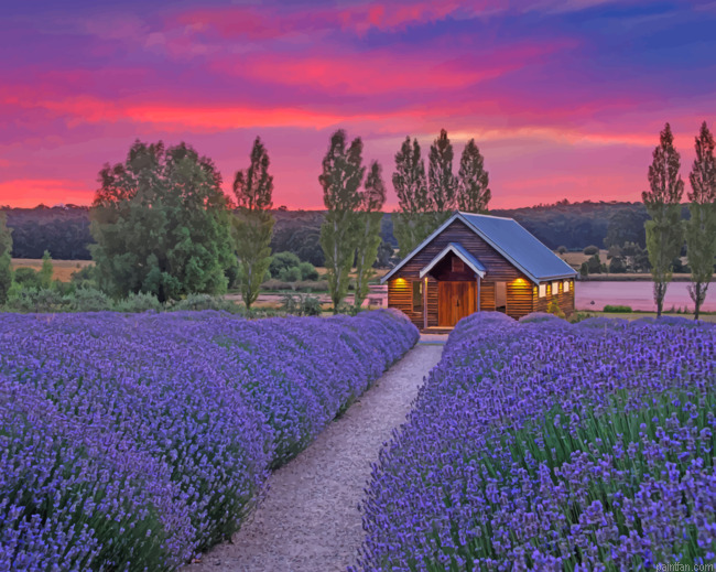 Cabin In Lavender Field Paint By Numbers.png