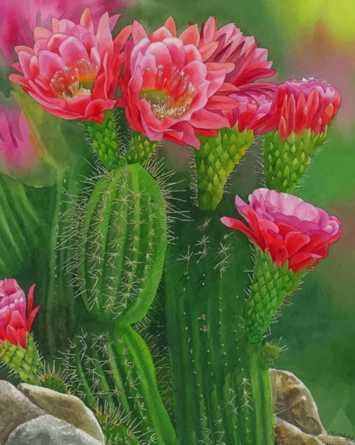 Cactus And Flowers New Paint By Numbers.png