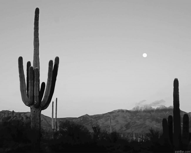 Cactus Moon Black And White New Paint By Numbers.png
