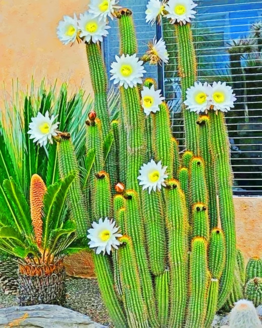 Cactus White Flowers Plants Paint By Numbers.png