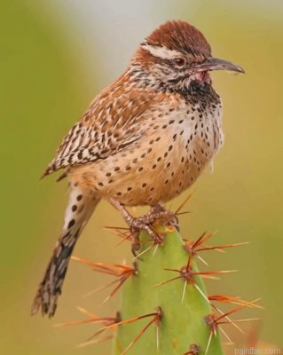 Cactus Wren Desert Bird Paint By Number.png