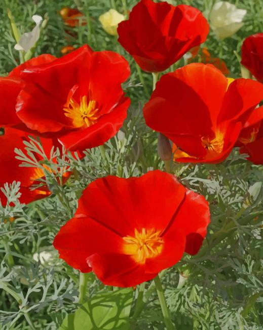 California Poppy Flowers New Paint By Numbers.png