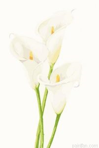 Calla Lily Paint By Numbers.png