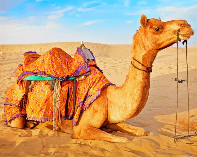 Camel In Desert New Paint By Numbers.png