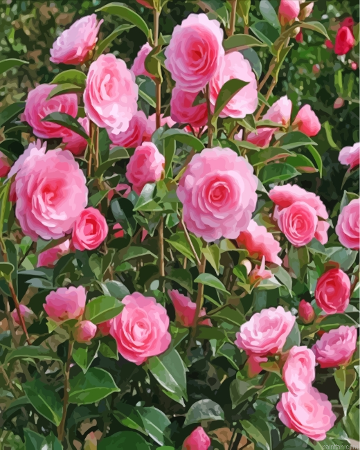 Camellia Flowers Paint By Number.png