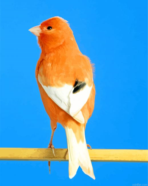 Canary Bird Paint By Number.png