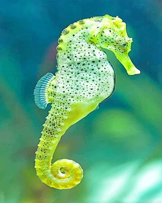 Cape Seahorse New Paint By Numbers.png