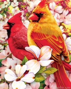 Cardinals Bird Paint By Numbers.png