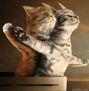 Cat Titanic Paint By Numbers.png