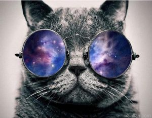 Cat With Glasses Paint By Numbers.png