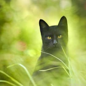 Cat With Green Eyes Paint By Numbers.png