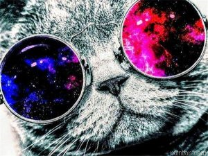 Cat With Sunglasses Paint By Numbers.png
