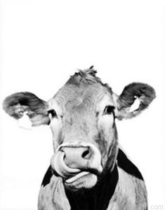 Cattle Animals Paint By Numbers.png