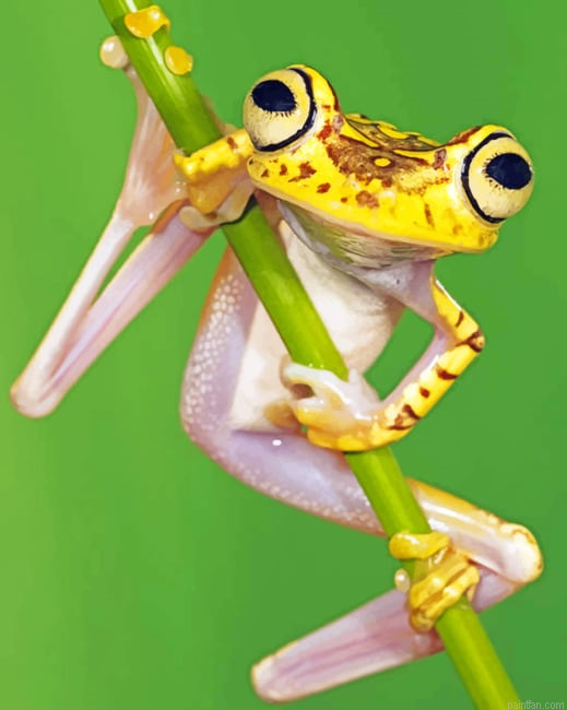 Chachi Tree Frog New Paint By Numbers.png
