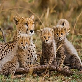 Cheetahs In Wild Paint By Numbers.png