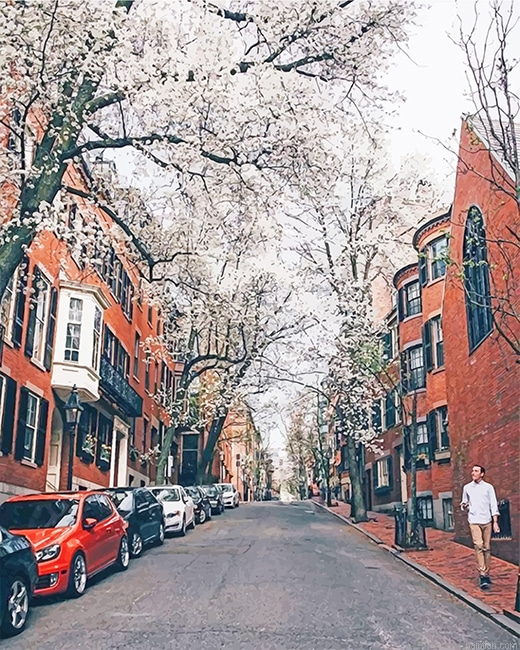 Cherry Blossom Boston New Paint By Numbers.png