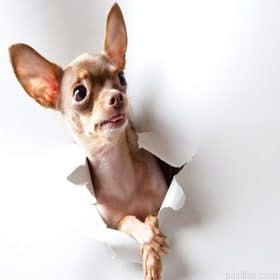 Chihuahua Dog Animal Paint By Numbers.png