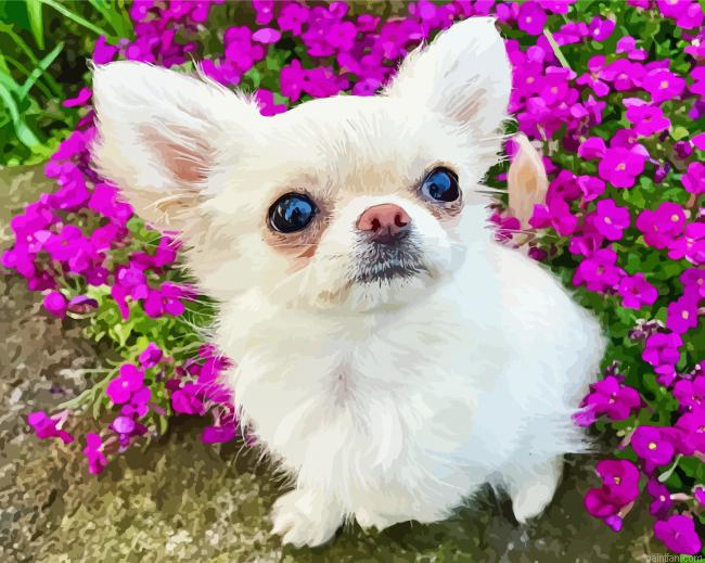 Chihuahua With Flowers Paint By Numbers.png