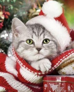 Christmas Kitten Paint By Numbers.png