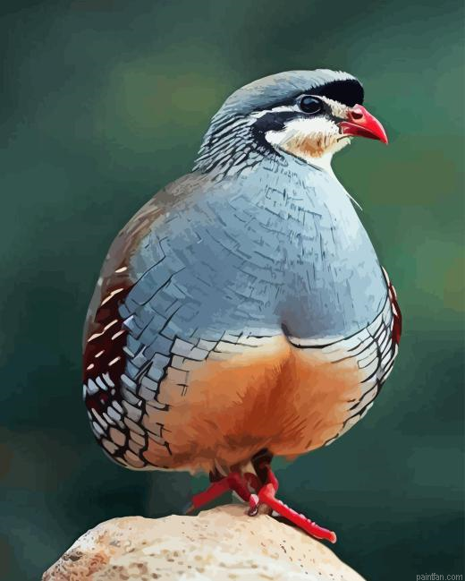 Chukar Paint By Numbers.png