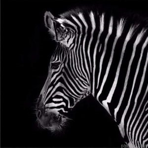 Classic Zebra Paint By Numbers.png
