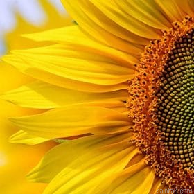 Clear Sunflower Paint By Numbers.png