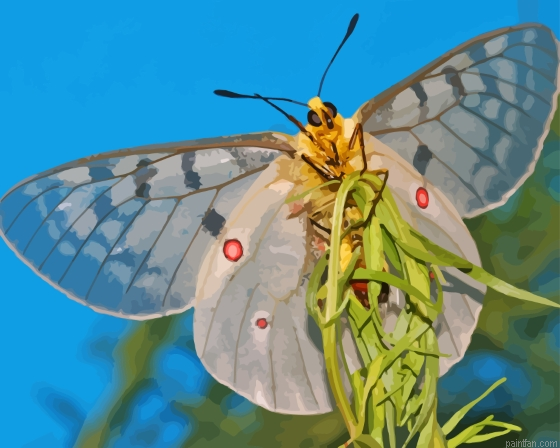 Clodius Parnassian White Butterfly Paint By Numbers.png