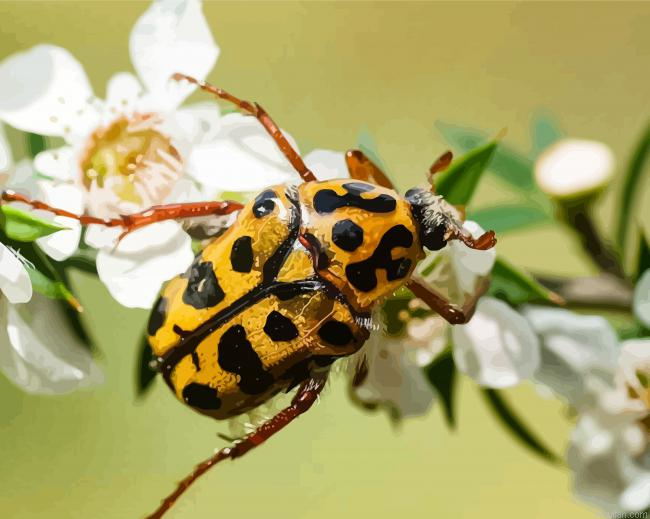 Close Up Chafer Scarab Paint By Numbers.png