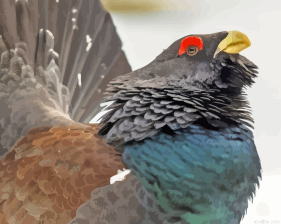 Close Up Western Capercaillie Bird Paint By Numbers.png