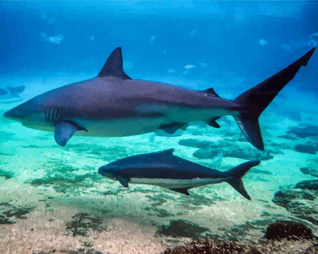 Cobia Fish Paint By Numbers.png