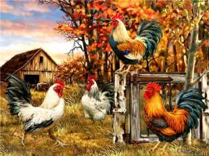 Cocks On Farm Paint By Numbers.png