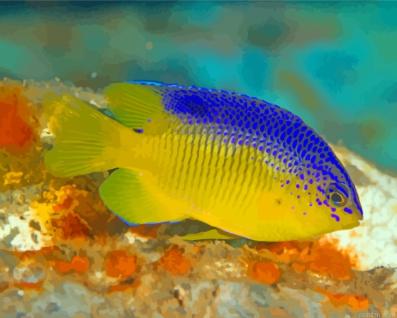 Cocoa Damselfish Paint By Numbers.png