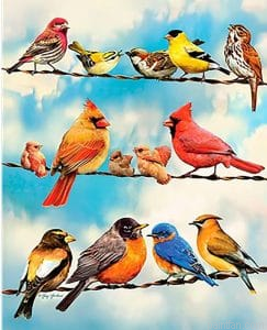 Colored Birds Paint By Numbers.png