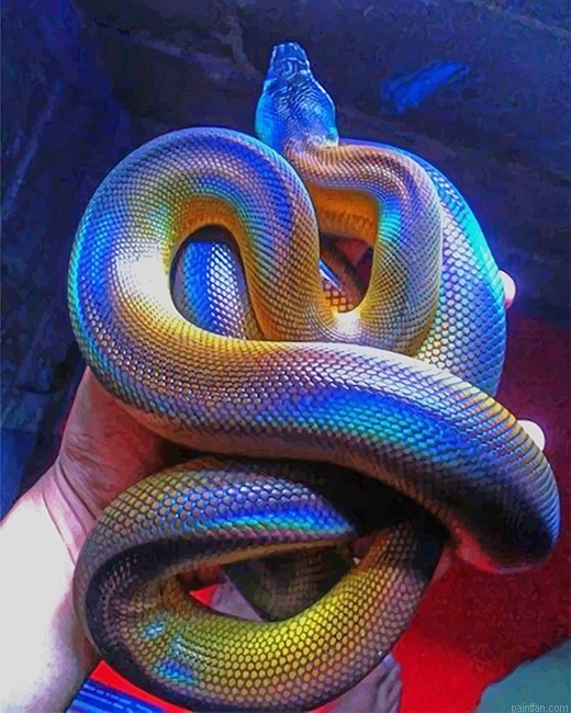 Colorful Albertis Python New Paint By Numbers.png