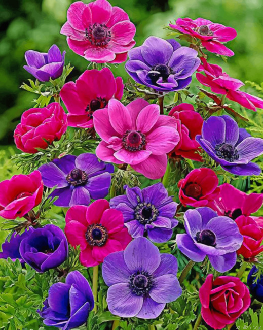 Colorful Anemone Paint By Number.png