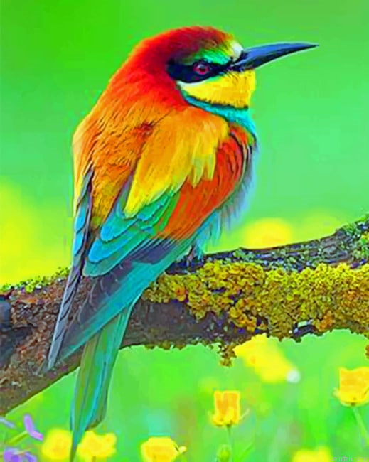 Colorful Bird Animals Paint By Numbers.png