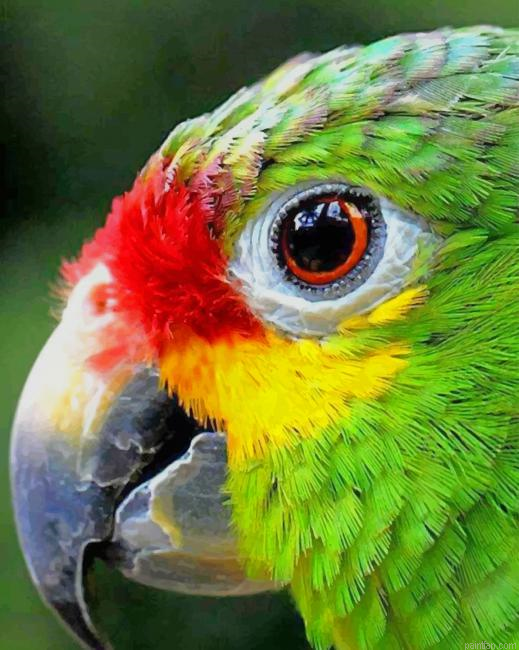 Colorful Bird Eye Close Up New Paint By Numbers.png