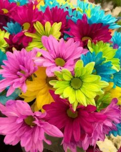 Colorful Daisies Paint By Numbers.png