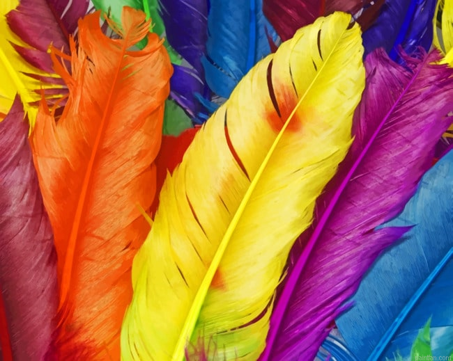 Colorful Feathers Paint By Numbers.png