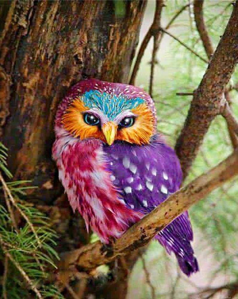 Colorful Owls Paint By Numbers.png